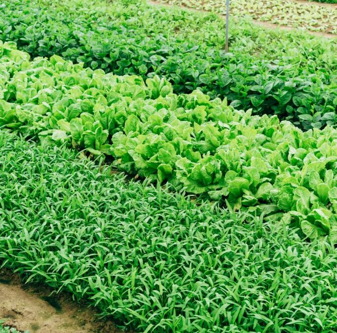 The Rise of Urban Farming: Advantages of Urban Farms in Modern Cities